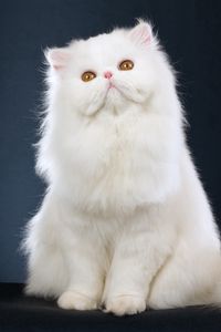 Preview wallpaper cat, fluffy, sitting, beautiful