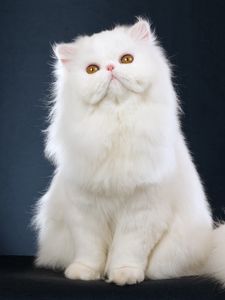 Preview wallpaper cat, fluffy, sitting, beautiful