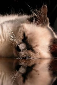 Preview wallpaper cat, fluffy, sleeping, lying, glass