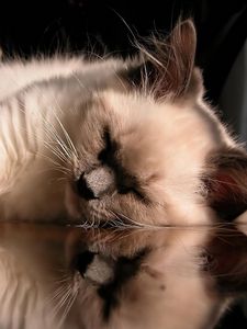 Preview wallpaper cat, fluffy, sleeping, lying, glass