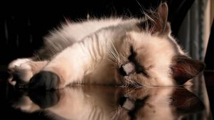 Preview wallpaper cat, fluffy, sleeping, lying, glass