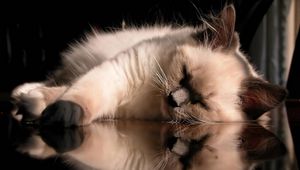 Preview wallpaper cat, fluffy, sleeping, lying, glass