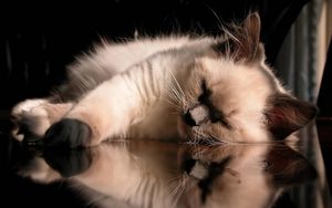 Preview wallpaper cat, fluffy, sleeping, lying, glass