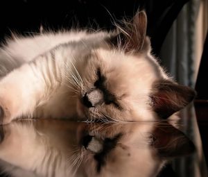 Preview wallpaper cat, fluffy, sleeping, lying, glass