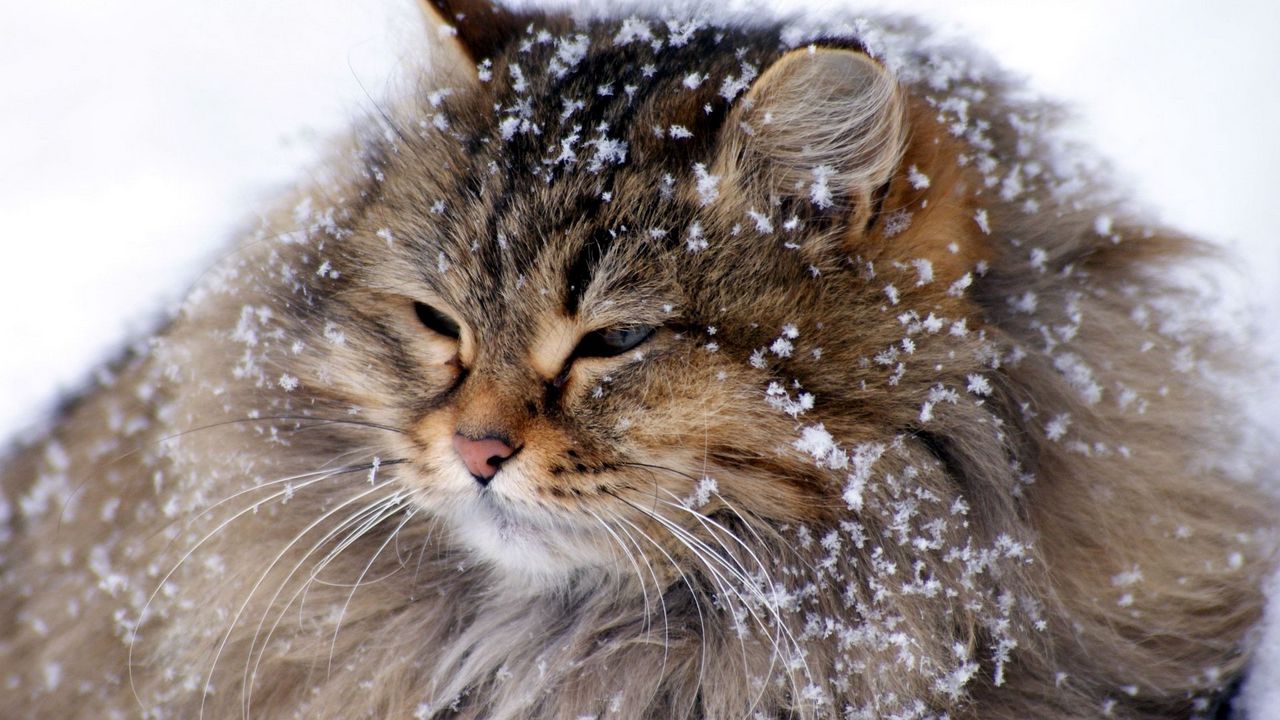 Wallpaper cat, fluffy, snow, thick