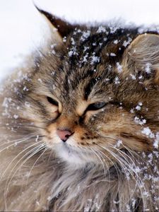 Preview wallpaper cat, fluffy, snow, thick