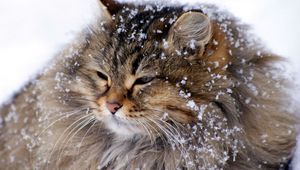 Preview wallpaper cat, fluffy, snow, thick