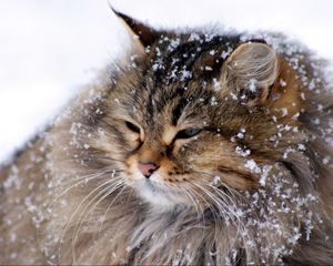 Preview wallpaper cat, fluffy, snow, thick