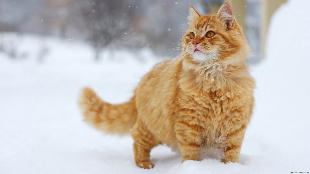 Wallpaper cat, fluffy, snow, walk, thick, striped