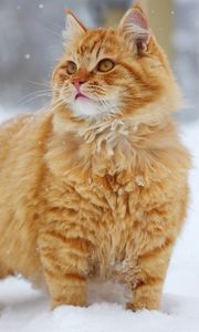 Preview wallpaper cat, fluffy, snow, walk, thick, striped