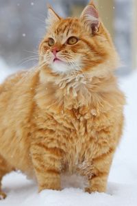 Preview wallpaper cat, fluffy, snow, walk, thick, striped