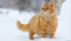 Preview wallpaper cat, fluffy, snow, walk, thick, striped