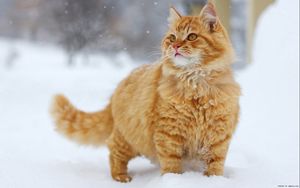 Preview wallpaper cat, fluffy, snow, walk, thick, striped