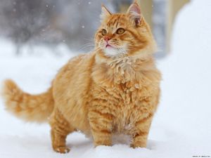 Preview wallpaper cat, fluffy, snow, walk, thick, striped