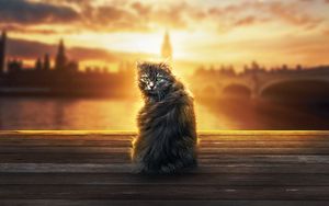 Preview wallpaper cat, fluffy, sunlight, glance