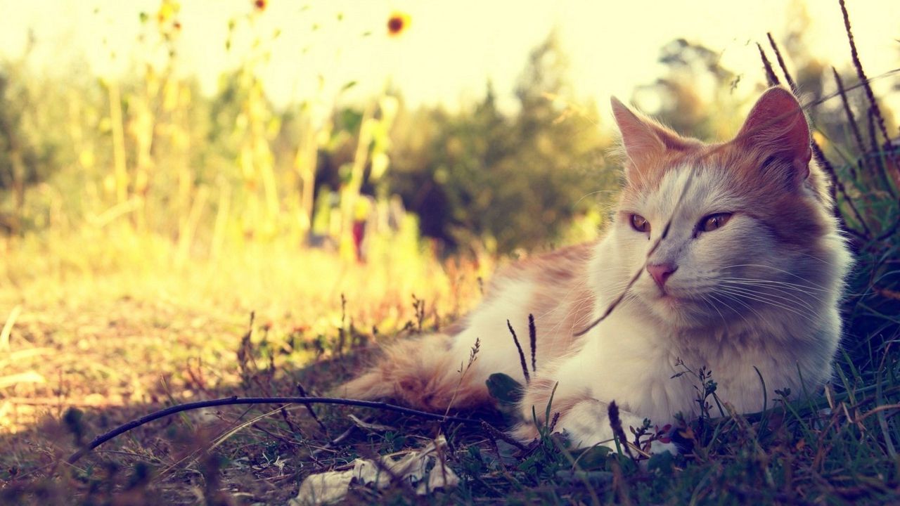 Wallpaper cat, fluffy, sunshine, grass, lie