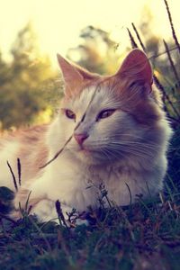 Preview wallpaper cat, fluffy, sunshine, grass, lie