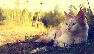 Preview wallpaper cat, fluffy, sunshine, grass, lie