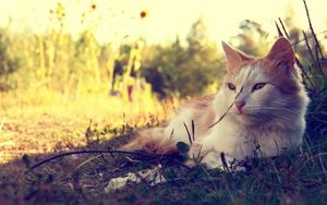 Preview wallpaper cat, fluffy, sunshine, grass, lie