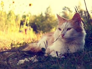 Preview wallpaper cat, fluffy, sunshine, grass, lie