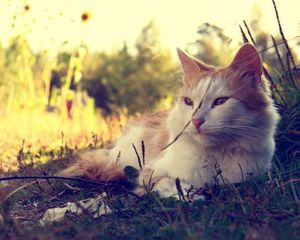 Preview wallpaper cat, fluffy, sunshine, grass, lie