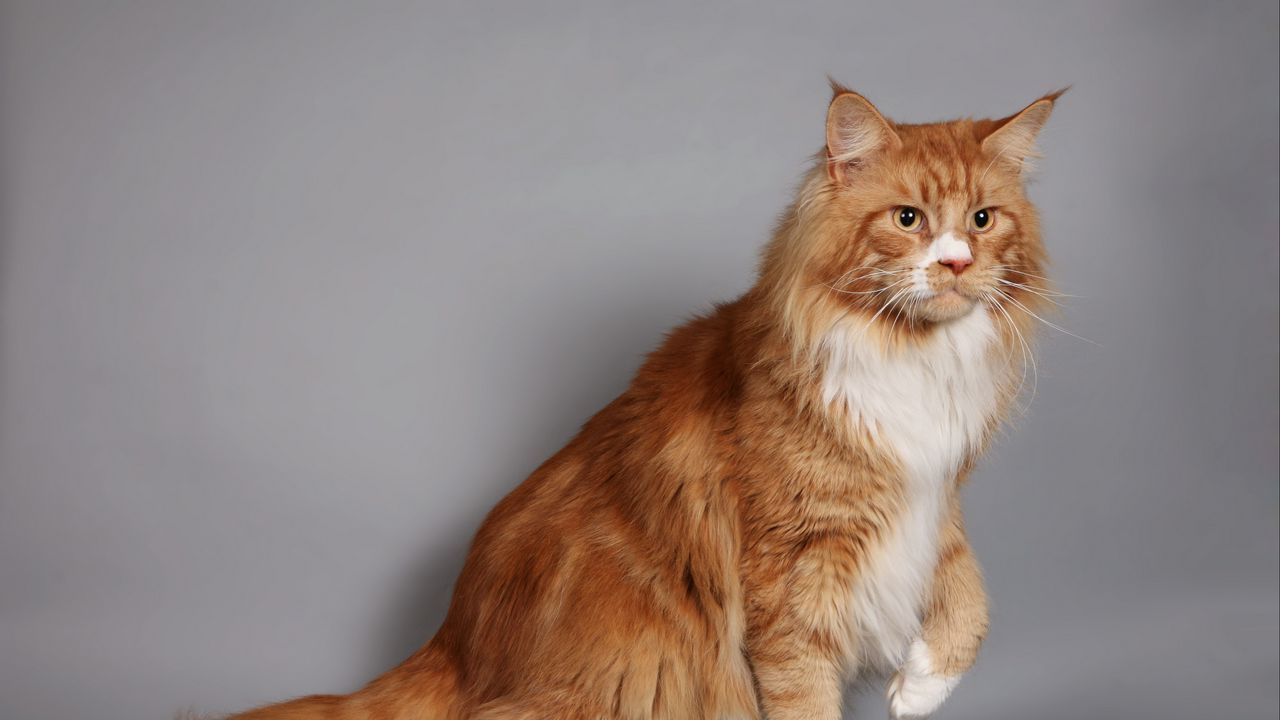 Wallpaper cat, fluffy, thick, maine coon