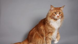 Preview wallpaper cat, fluffy, thick, maine coon