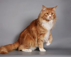 Preview wallpaper cat, fluffy, thick, maine coon