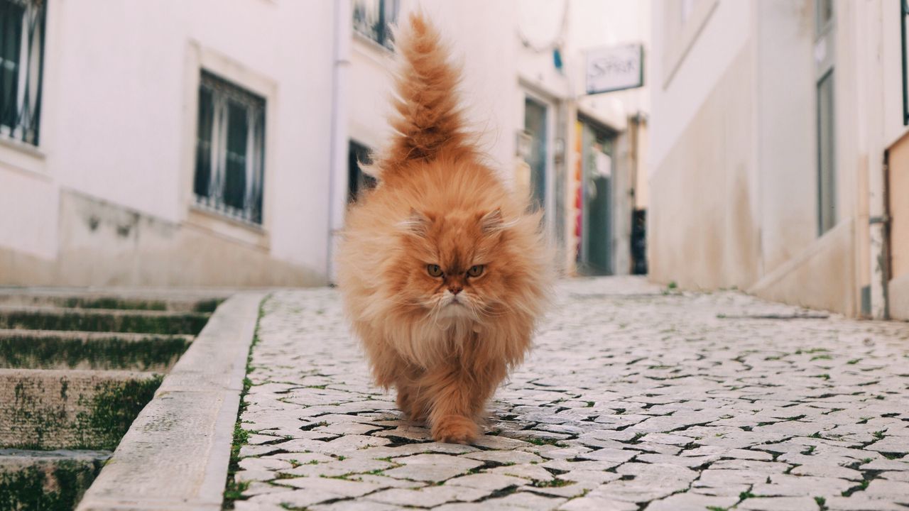 Wallpaper cat, fluffy, walk