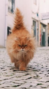 Preview wallpaper cat, fluffy, walk