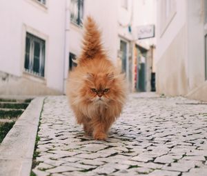 Preview wallpaper cat, fluffy, walk