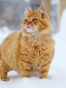 Preview wallpaper cat, fluffy, walking, fur