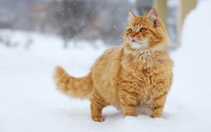 Preview wallpaper cat, fluffy, walking, fur