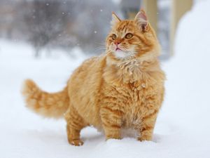 Preview wallpaper cat, fluffy, walking, fur