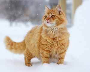 Preview wallpaper cat, fluffy, walking, fur