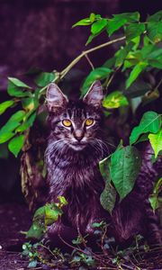 Preview wallpaper cat, foliage, furry, sitting