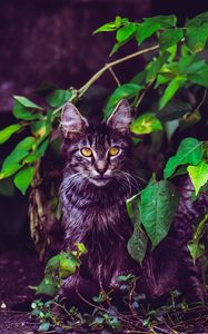 Preview wallpaper cat, foliage, furry, sitting