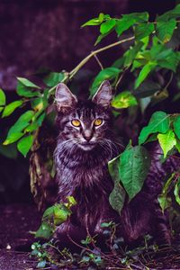 Preview wallpaper cat, foliage, furry, sitting