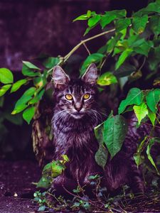 Preview wallpaper cat, foliage, furry, sitting