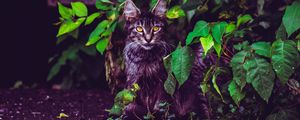 Preview wallpaper cat, foliage, furry, sitting