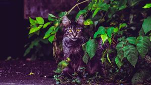 Preview wallpaper cat, foliage, furry, sitting