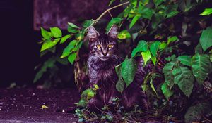 Preview wallpaper cat, foliage, furry, sitting