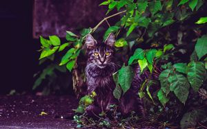 Preview wallpaper cat, foliage, furry, sitting