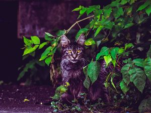 Preview wallpaper cat, foliage, furry, sitting