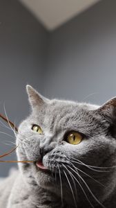 Preview wallpaper cat, funny, cool, gray, pet