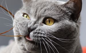 Preview wallpaper cat, funny, cool, gray, pet