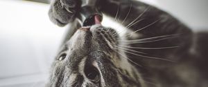 Preview wallpaper cat, funny, cool