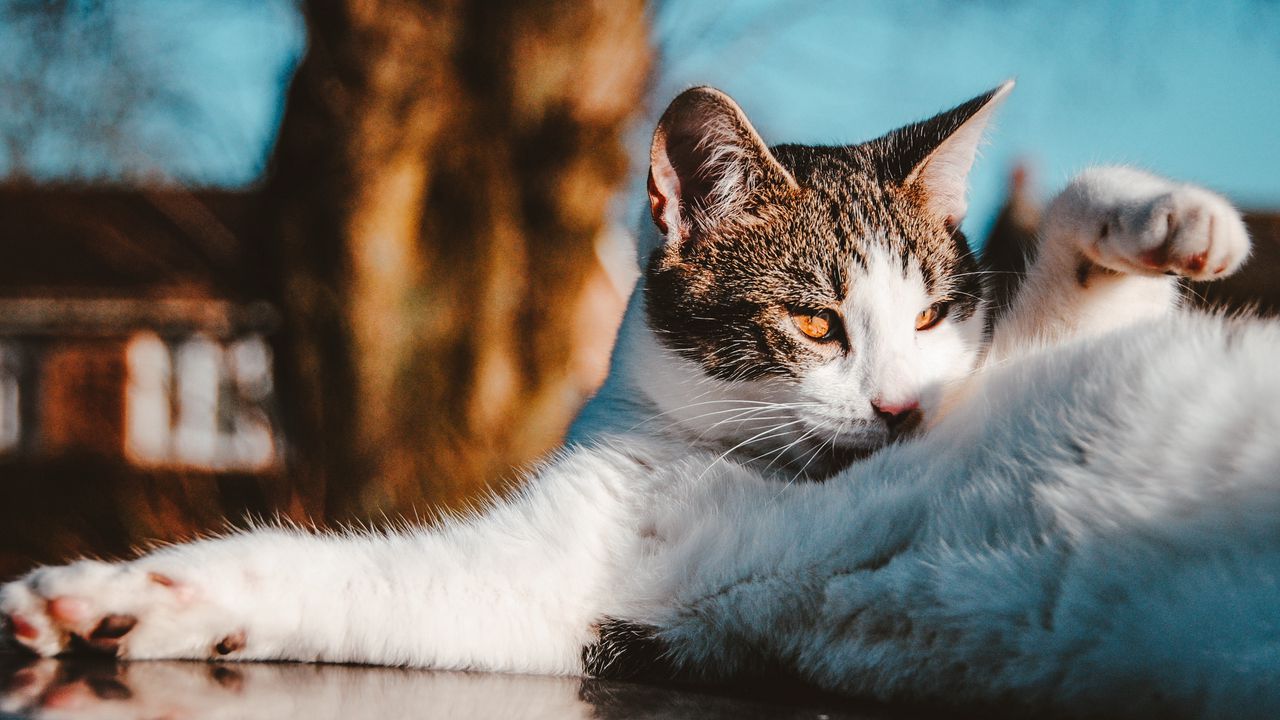 Wallpaper cat, funny, pet, lies