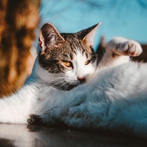 Preview wallpaper cat, funny, pet, lies