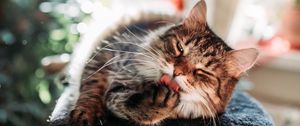 Preview wallpaper cat, funny, rest, cool